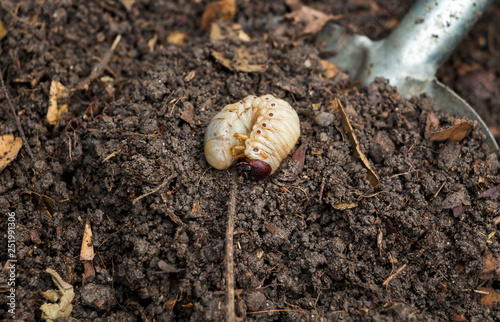 Grub Worms or Rhinoceros Beetle grow in soil on farm which agriculture gardening. Worm insects for eating as food, it is good source of protein edible. Environment and Entomophagy concept.