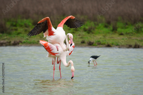 Common flamenco copulation in the Laguna de Fuente de Piedra, Malaga. Spain
