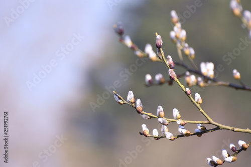 Pussy Willow Tree Furry Catkins 