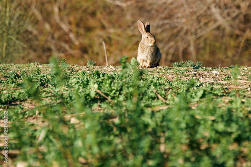 Common rabbit or European rabbit (Oryctolagus cuniculus). Lagoon of Fuente de Piedra in Malaga. Spain