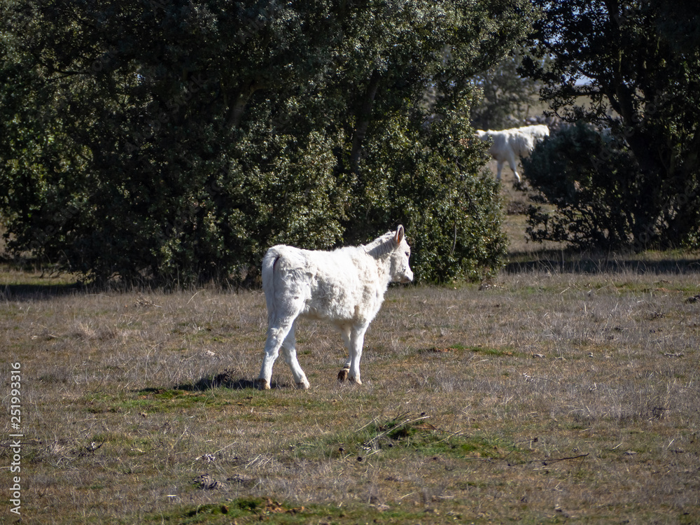 Obraz premium A calf in the dehesa in Salamanca (Spain). Concept of extensive organic livestock