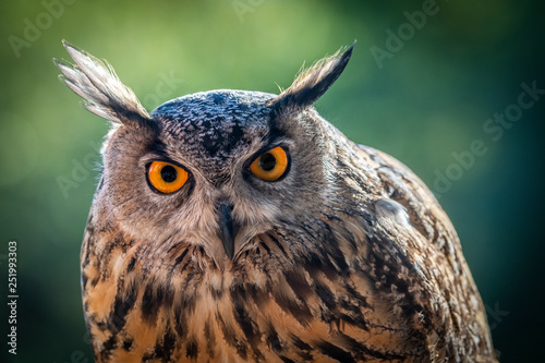 Portrait du hibou