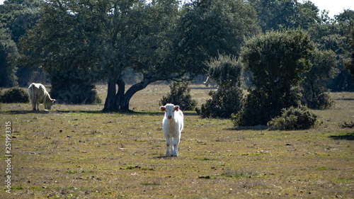 Obraz na plátně A herd of cows grazing in the dehesa in Salamanca (Spain)