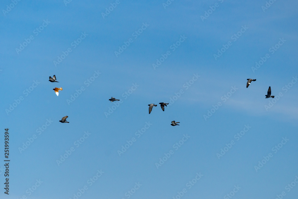 a flock of pigeons flying against the blue sky