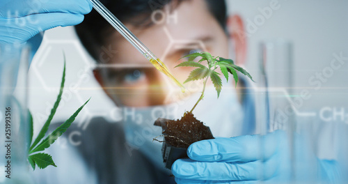 Portrait of scientist with mask and gloves checking and analyzing with a droplet a biological and ecological hemp plant used for herbal pharmaceutical cbd oil in a laboratory.