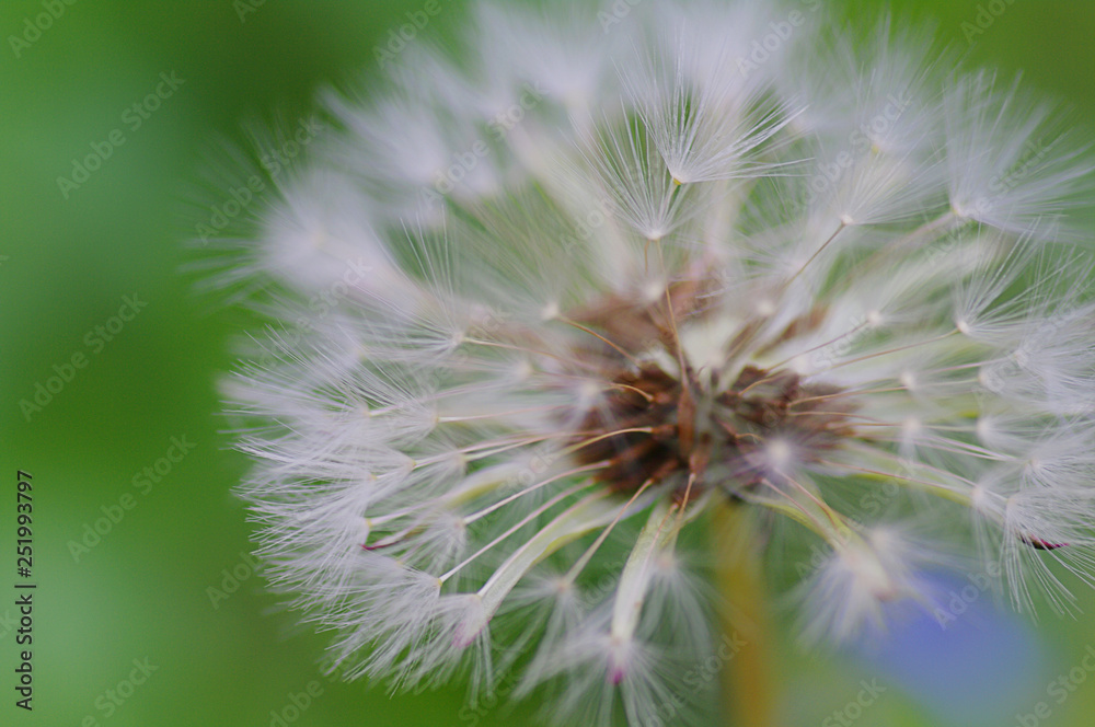 Fototapeta premium Close-up of ripe dandelion seeds ready to fly. Soft focus
