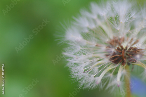 Close-up of ripe dandelion seeds ready to fly. Soft focus