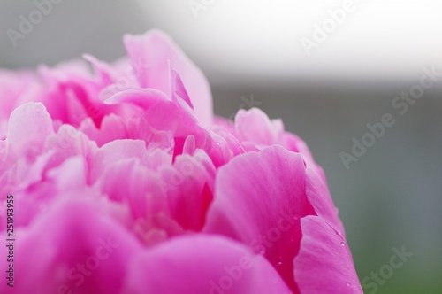 close up water drop on petal of the peony blossom. fresh bright blooming pink peonies flowers with dew drops on petals. soft focus