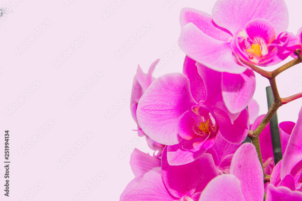orchid branch with violet flowers isolated orchid branch with violet flowers isolated