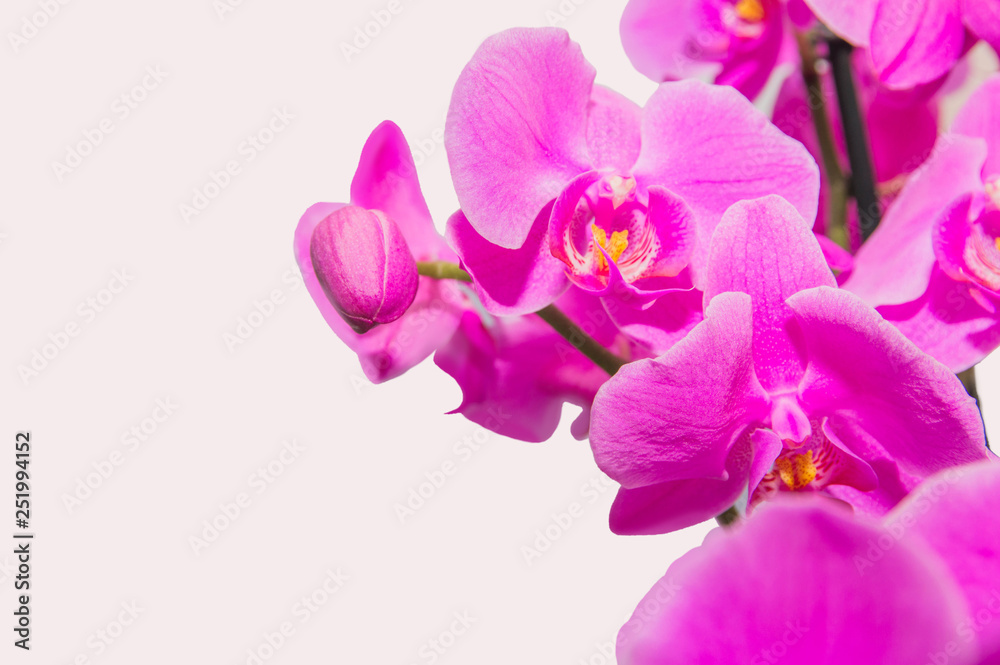 orchid branch with violet flowers isolated orchid branch with violet flowers isolated