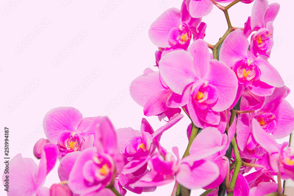orchid branch with violet flowers isolated orchid branch with violet flowers isolated