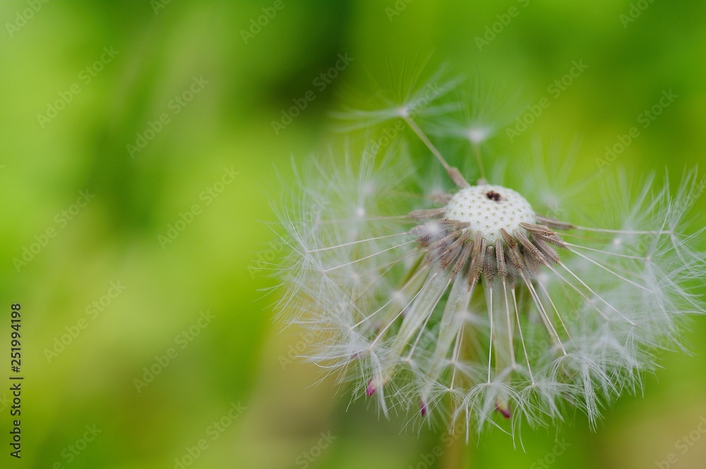 Obraz premium Close-up of ripe dandelion seeds ready to fly. Soft focus