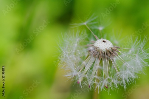 Close-up of ripe dandelion seeds ready to fly. Soft focus