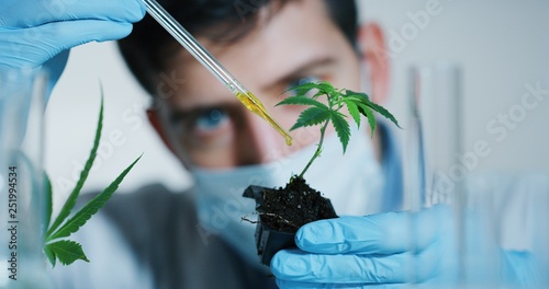 Portrait of scientist with mask and gloves checking and analizing with a dropplet a biological and ecological hemp plant used for herbal pharmaceutical cbd oil in a laboratory. photo