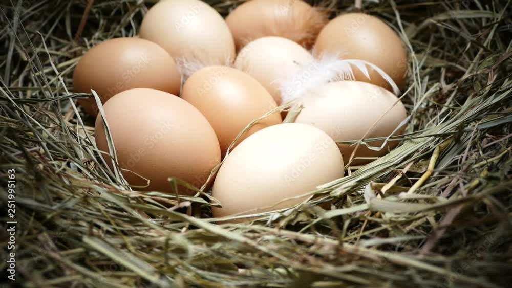 Chicken eggs in the nest. Eggs close up. Collect eggs from the chicken coop. Multicolored eggs with feathers on the hay. Chicken eggs in the nest. Eggs close up. Collect eggs from the chicken coop. Multicolored eggs with feathers on the hay.