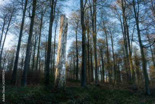 Withered tree in the Sonian forest in Belgium