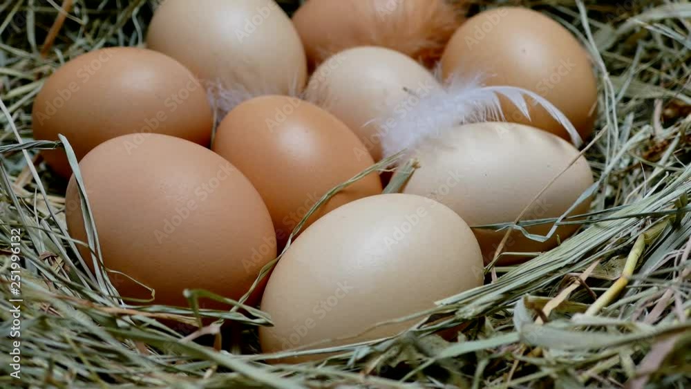 Chicken eggs in the nest. Eggs close up. Collect eggs from the chicken coop. Multicolored eggs with feathers on the hay. Chicken eggs in the nest. Eggs close up. Collect eggs from the chicken coop. Multicolored eggs with feathers on the hay.