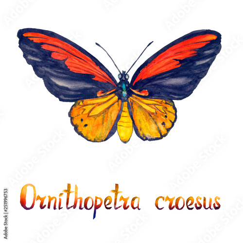 Ornithoptera croesus, the Wallace's golden birdwing, male, hand painted watercolor  illustration with handwritten inscription photo