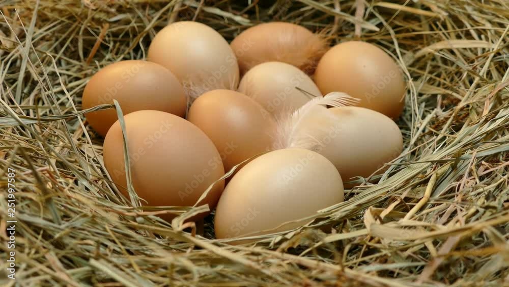 Chicken eggs in the nest. Eggs close up. Collect eggs from the chicken coop. Multicolored eggs with feathers on the hay. Chicken eggs in the nest. Eggs close up. Collect eggs from the chicken coop. Multicolored eggs with feathers on the hay.