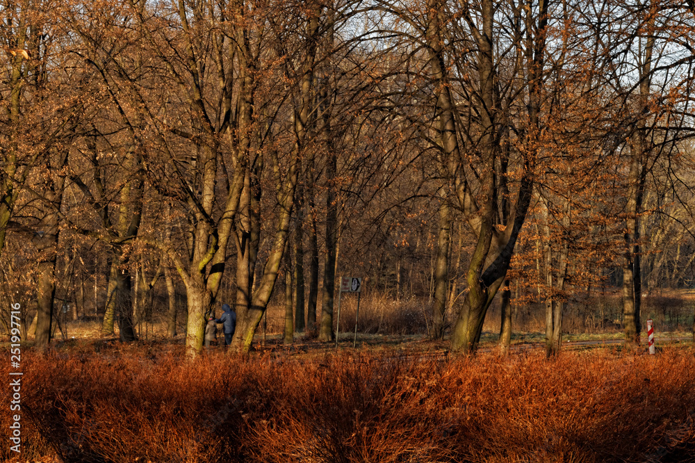 Fototapeta premium Jesień w Parku Śląskim