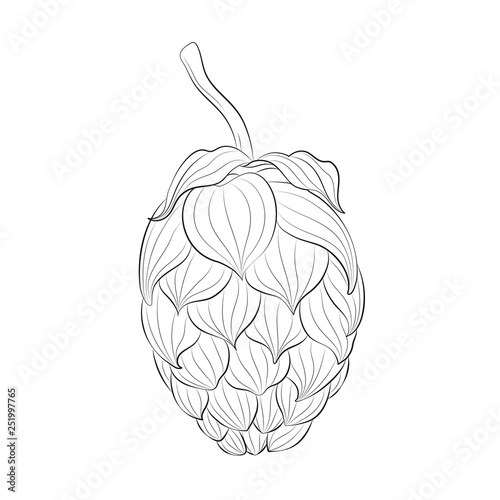 Sketch of hop cones on a white background. Vector