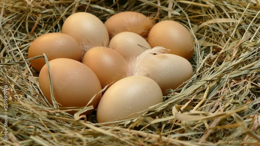 Chicken eggs in the nest. Eggs close up. Collect eggs from the chicken coop. Multicolored eggs with feathers on the hay. Chicken eggs in the nest. Eggs close up. Collect eggs from the chicken coop. Multicolored eggs with feathers on the hay.