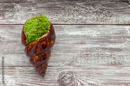 moss in the seashell on wooden boards