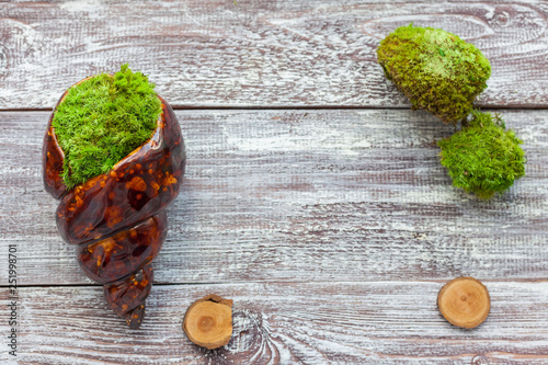 moss in the seashell on wooden boards