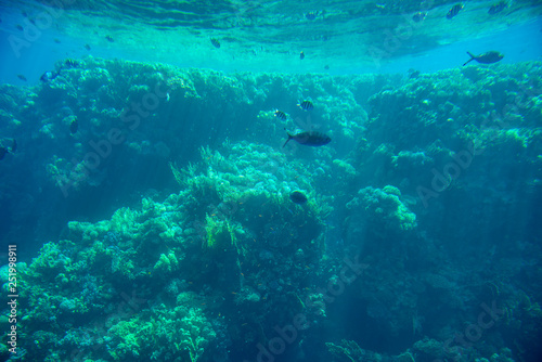 Fototapeta Naklejka Na Ścianę i Meble -  Aquatic Deep Seabed Underwater Background