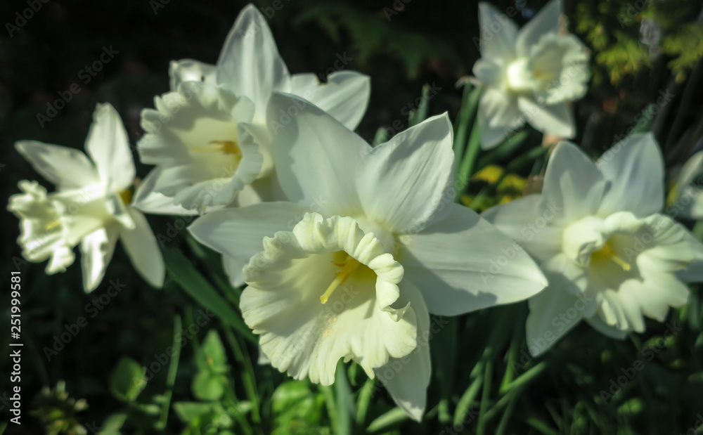Close-up of a beautiful white narcissus flower against the background of many other white defocused daffodils (or jonquils). Picture from live spring nature. Close-up of a beautiful white narcissus flower against the background of many other white defocused daffodils (or jonquils). Picture from live spring nature.