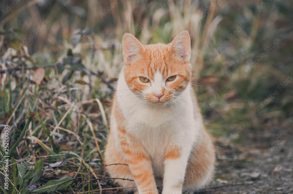 Lovely portrait of a cat in the field. Animal