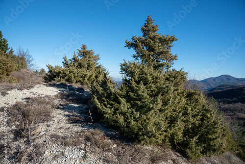 panorana montano con abete