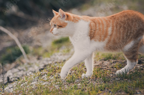  Lovely portrait of a cat in the field. Animal