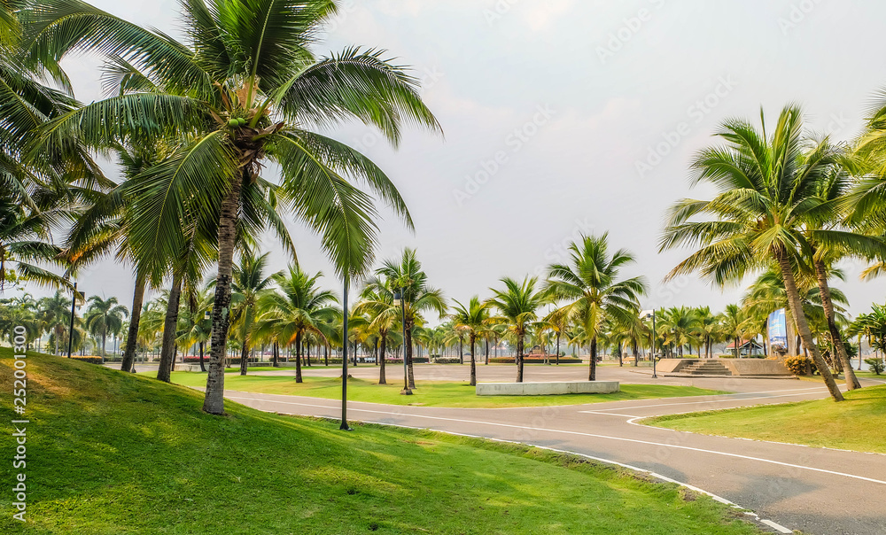 Coconut plantation