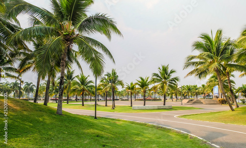 Coconut plantation © Max