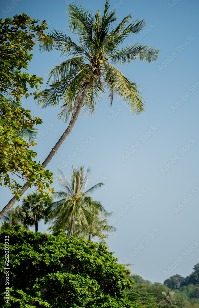 Fototapeta premium Palm trees meet the blue sky