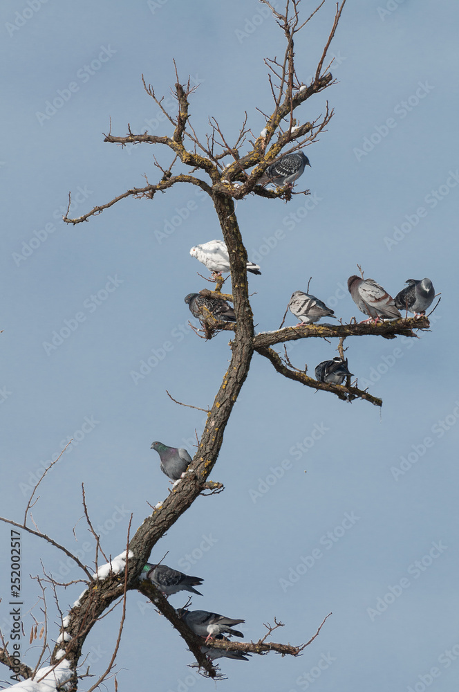 pigeons resting during winter, vertical view pigeons resting during winter, vertical view