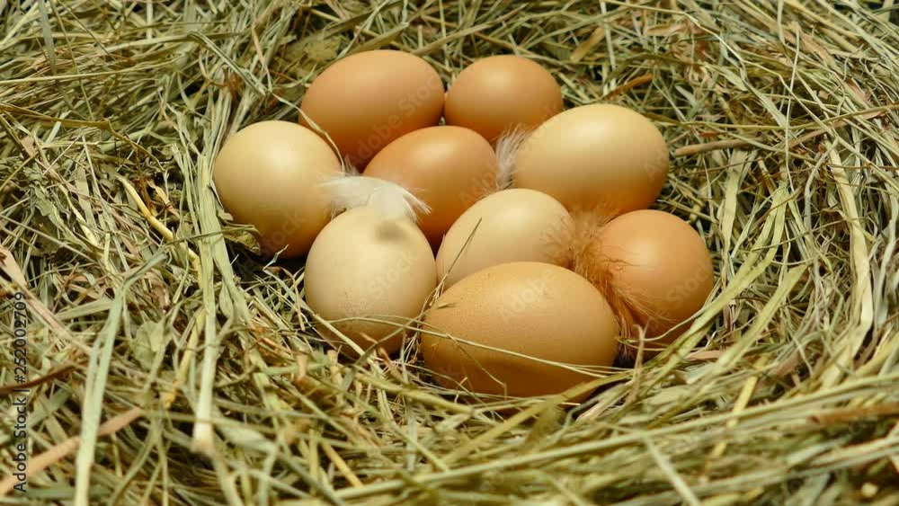 Chicken eggs in the nest. Eggs close up. Collect eggs from the chicken coop. Multicolored eggs with feathers on the hay. Chicken eggs in the nest. Eggs close up. Collect eggs from the chicken coop. Multicolored eggs with feathers on the hay.
