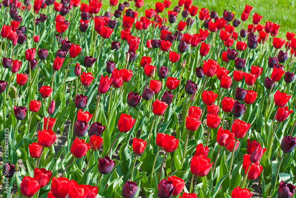 Colorful tulips field in Netherlands, Holland, blooming tulips in the spring garden, park