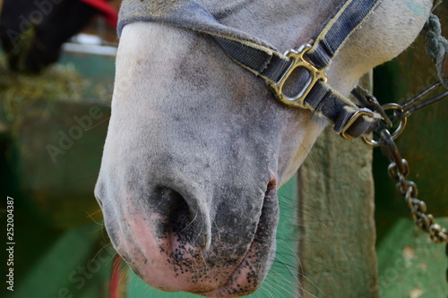 Closeup muzzle of white horse