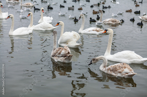  Beautiful white swans. Big birds in the wild.