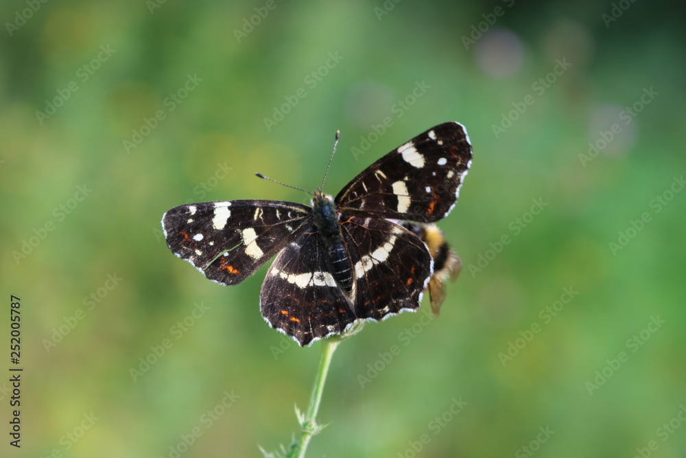 Landkärtchen Schmetterling Landkärtchen Schmetterling