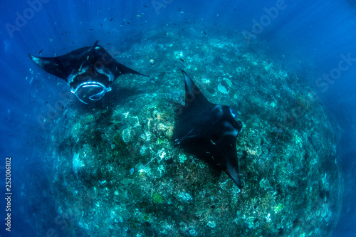 Incredible underwater world - Manta birostis in the Indian Ocean. Diving and wide angle underwater photography. Bali  Indonesia.