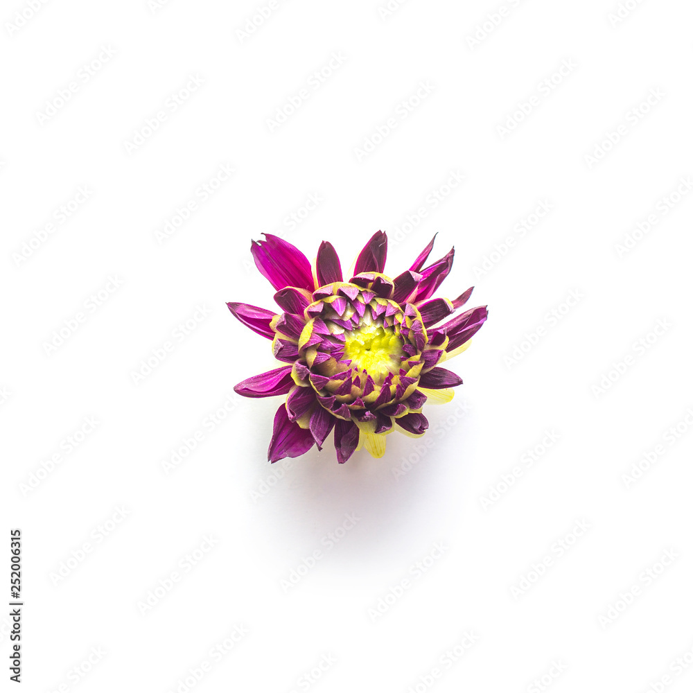 Dark small dahlias flower bud on white background Dark small dahlias flower bud on white background