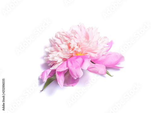 Pink peony flower on white background