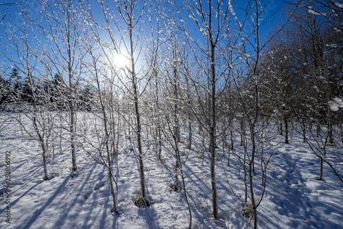 Winter landscape with trees and snow under blue sky
