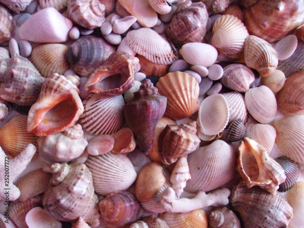 set of sea shells