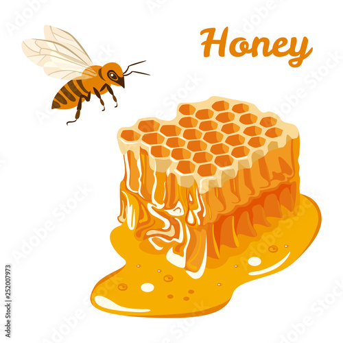 Honey. Vector illustration of honeycomb and bee isolated on white background. Flat style