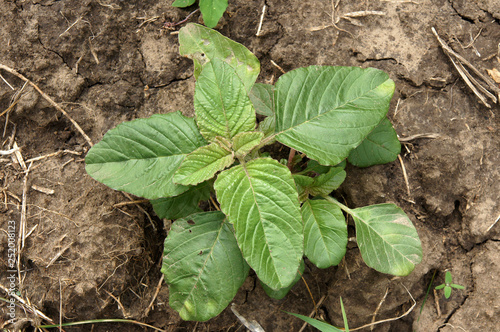 Plant Amaranthus retroflexus