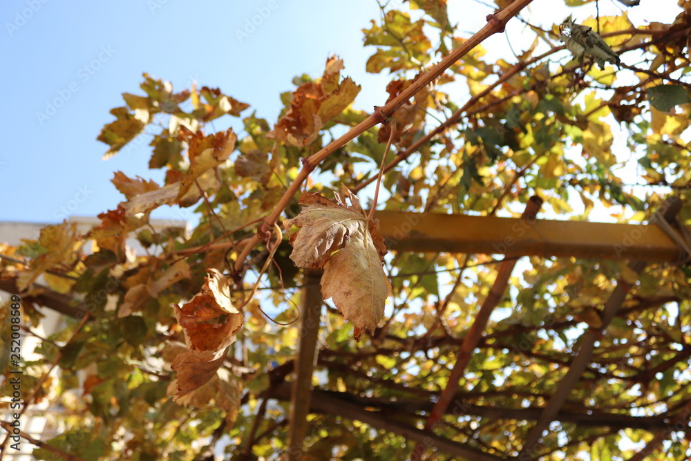 Fototapeta premium tree in autumn